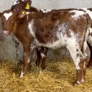 Roan Shorthorn