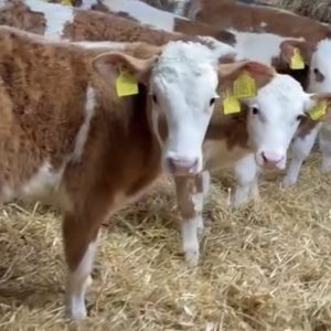 Simmental weaned calves