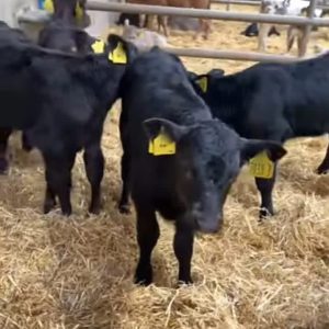 Angus bottle calves
