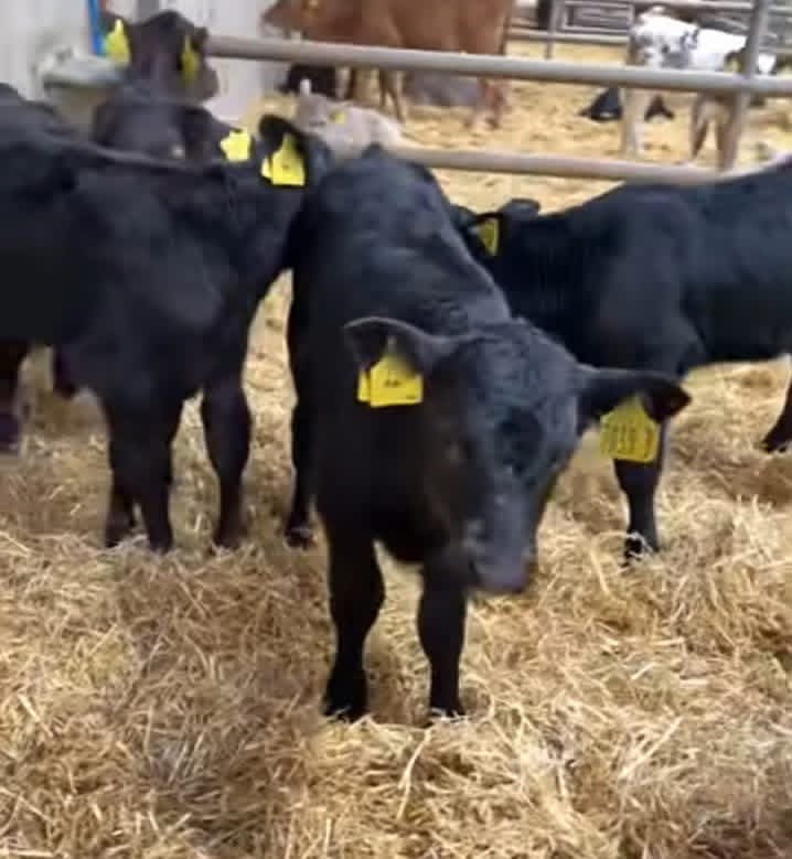 Angus bottle calves