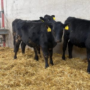 Angus weaned calves