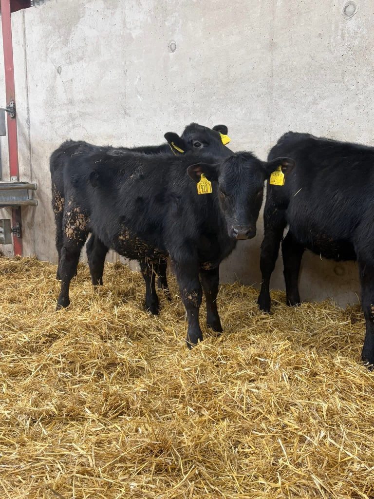 Angus weaned calves