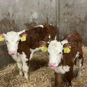Hereford bottle calves