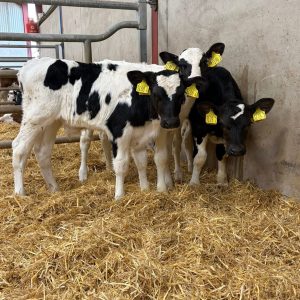 Friesian Bull Calves