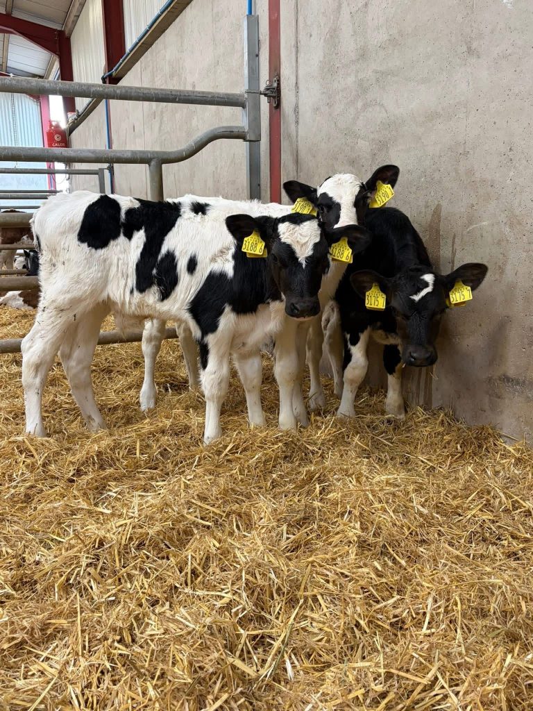 Friesian Bull Calves