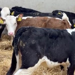 Hereford weaned calves