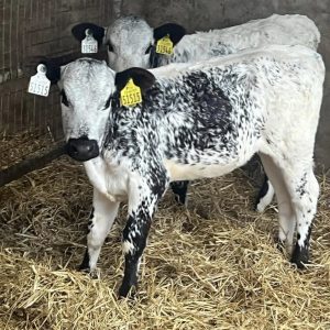 Weaned Speckle Park calves