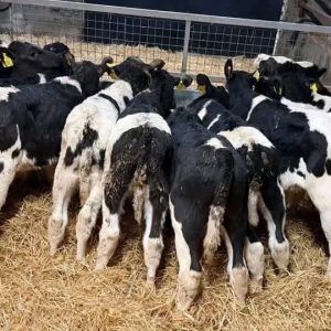 Holstein bottle calves