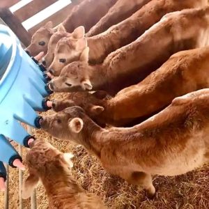 Jersey bottle calves