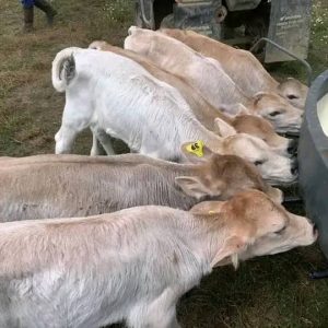 Brown Swiss bottle calves