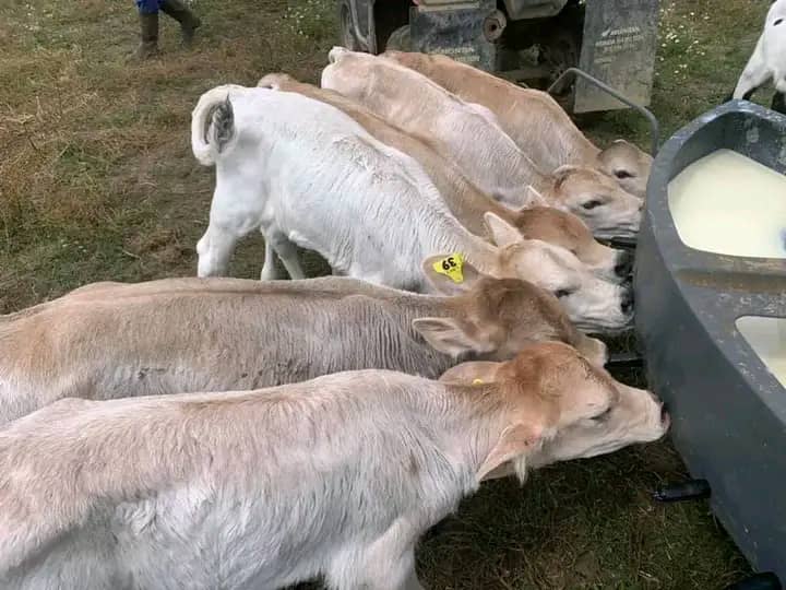 Brown Swiss bottle calves