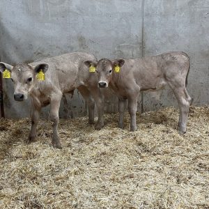 Charolais weaned calves