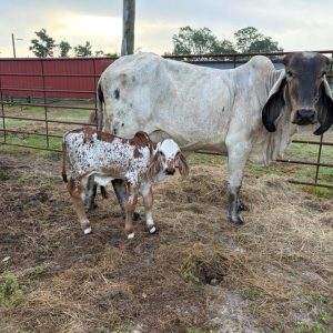 Weaned Brahma calves