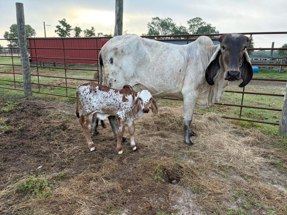 Weaned Brahma calves