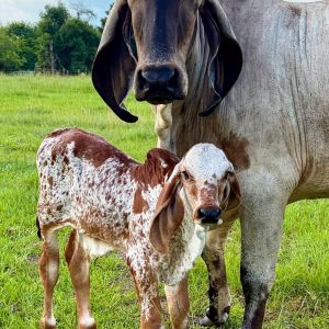 Brahma Bottle Calves For Sale - Spotted Brahman Calves 1-4 Weeks Old