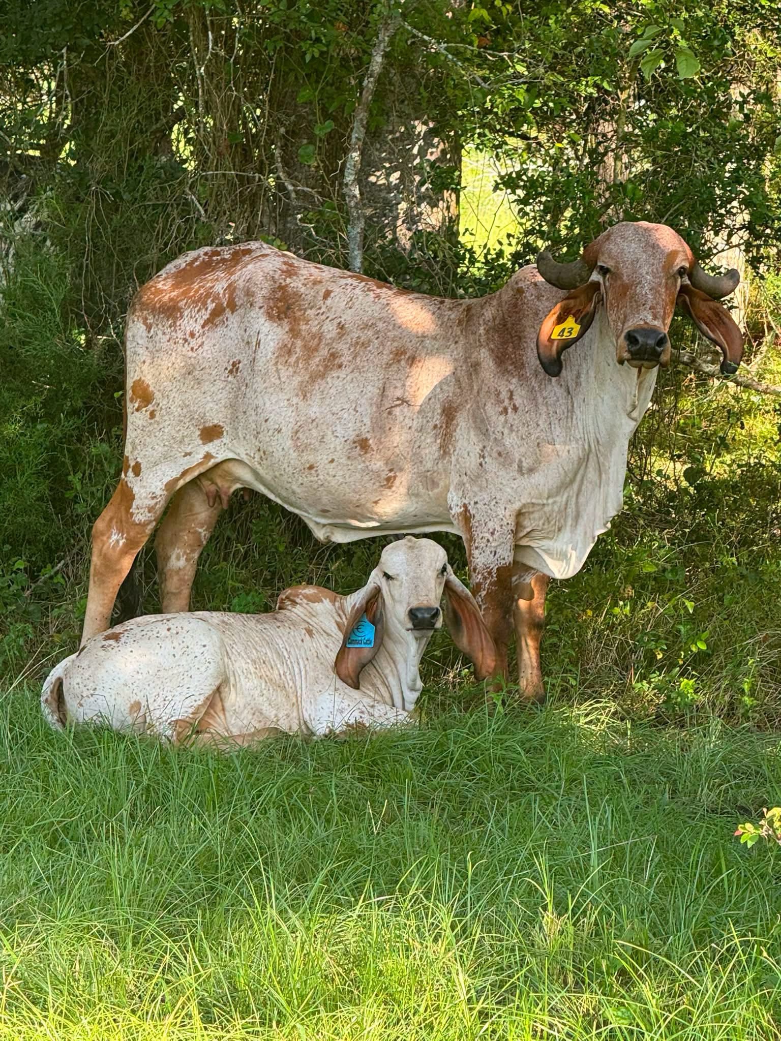 Weaned Brahma calves - Image 2