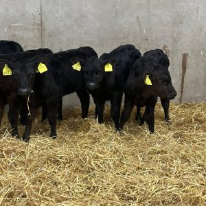 Angus Bottle Calves For Sale - Black Angus 1-4 Weeks Old