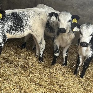 Weaned Speckle Park calves